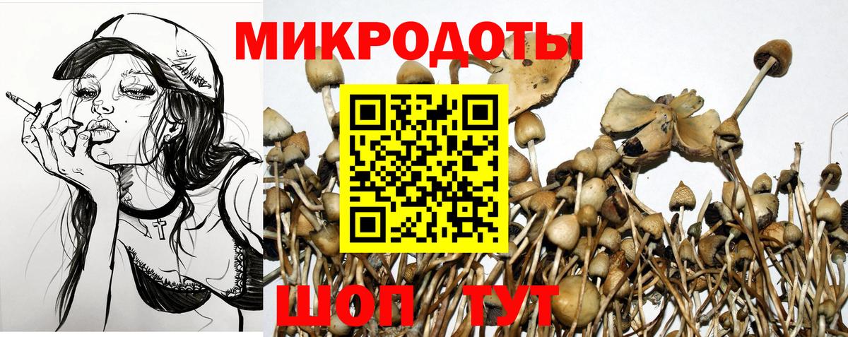 Галлюциногенные грибы Psilocybe Джанкой